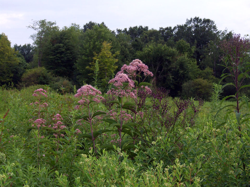wildflowers on site of proposed Ohio fracking waste injection well Hubbard Township, Trumbull County